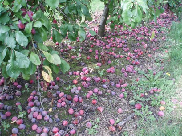 Fruit waste left on the orchard floor can attract adult SWD